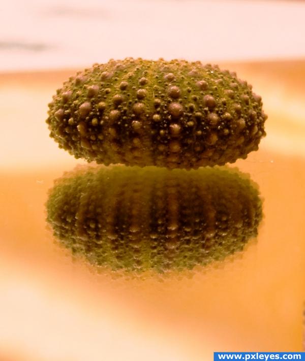 urchin shell